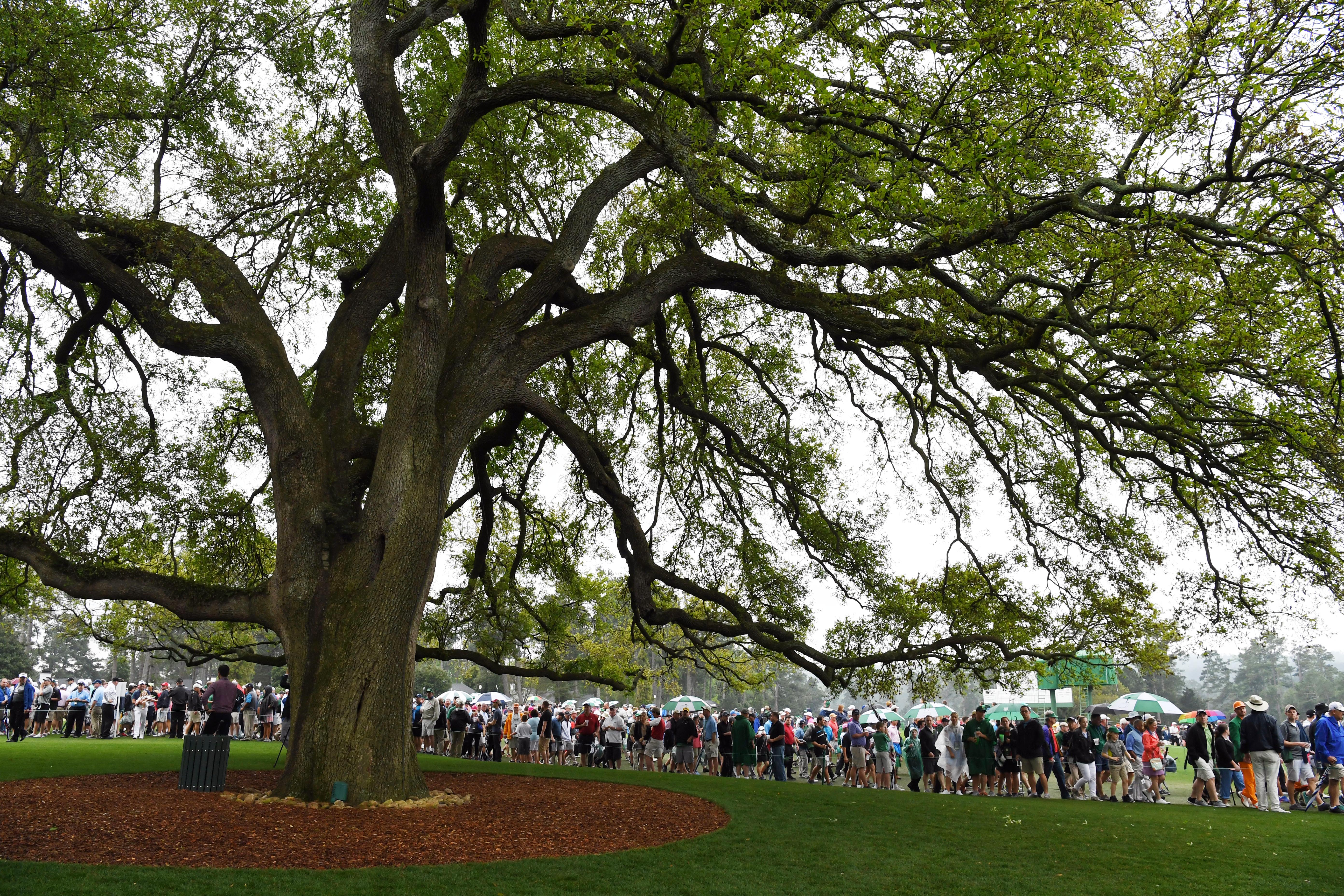 Augusta oak tree