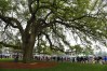 Augusta oak tree