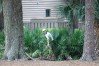 RBC Heritage