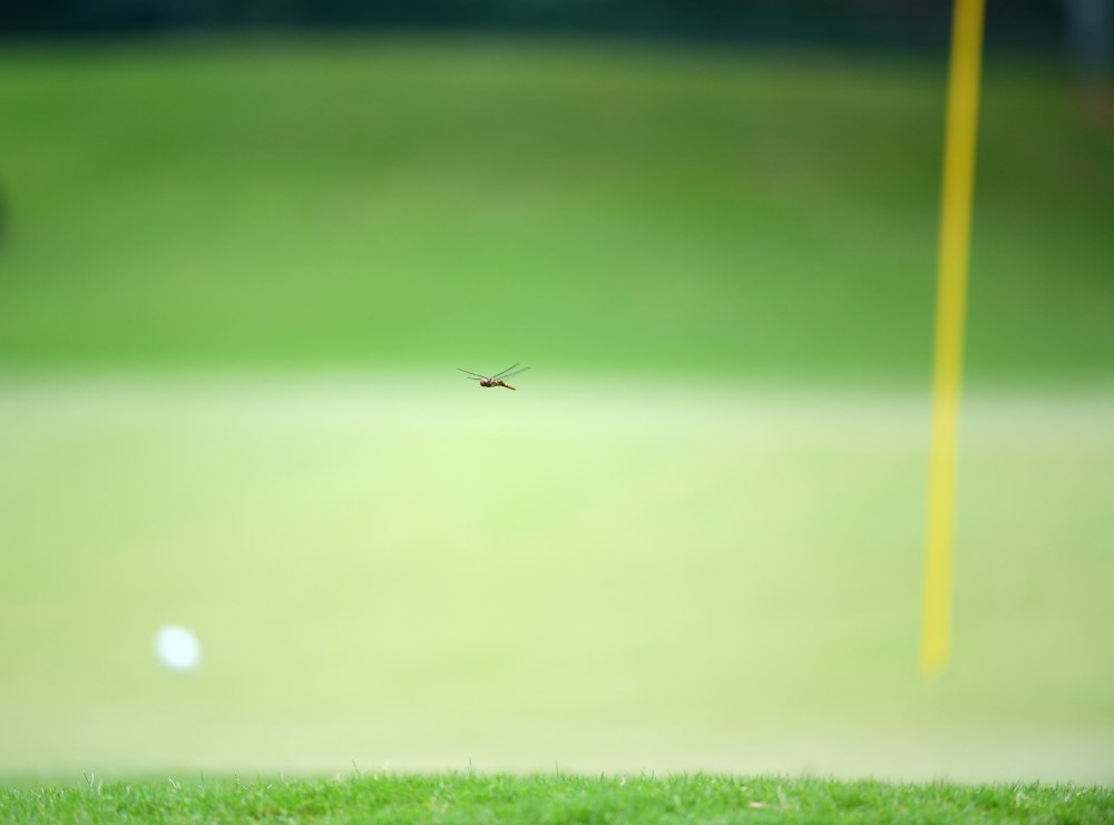 Dragonflies