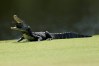 An alligator attempts to eat a turtle during the second round of the Sanderson Farms Championship at The Country Club of Jackson on October 02, 2020 in Jackson, Mississippi