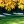 Augusta National 2020