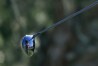 RSM Classic 2020