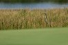 WGC-Workday Championship