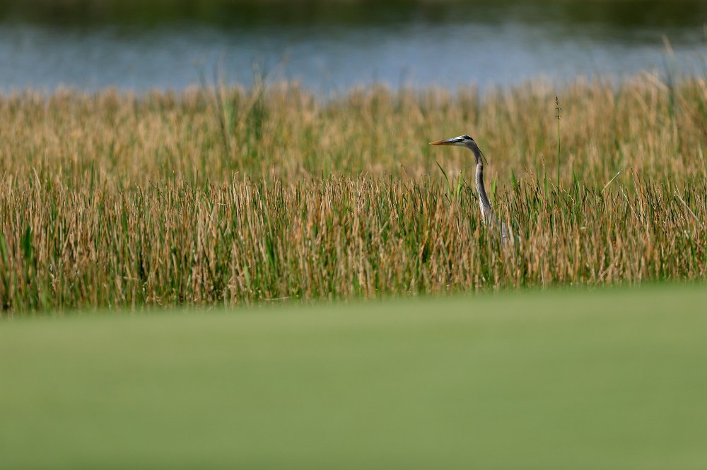 WGC-Workday Championship