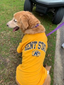 Kent State dog