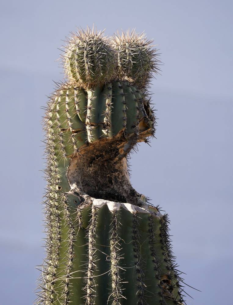 Waste Management Phoenix Open