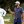 Dustin Johnson 2020 Masters