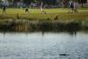 Honda Classic