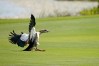 Honda Classic