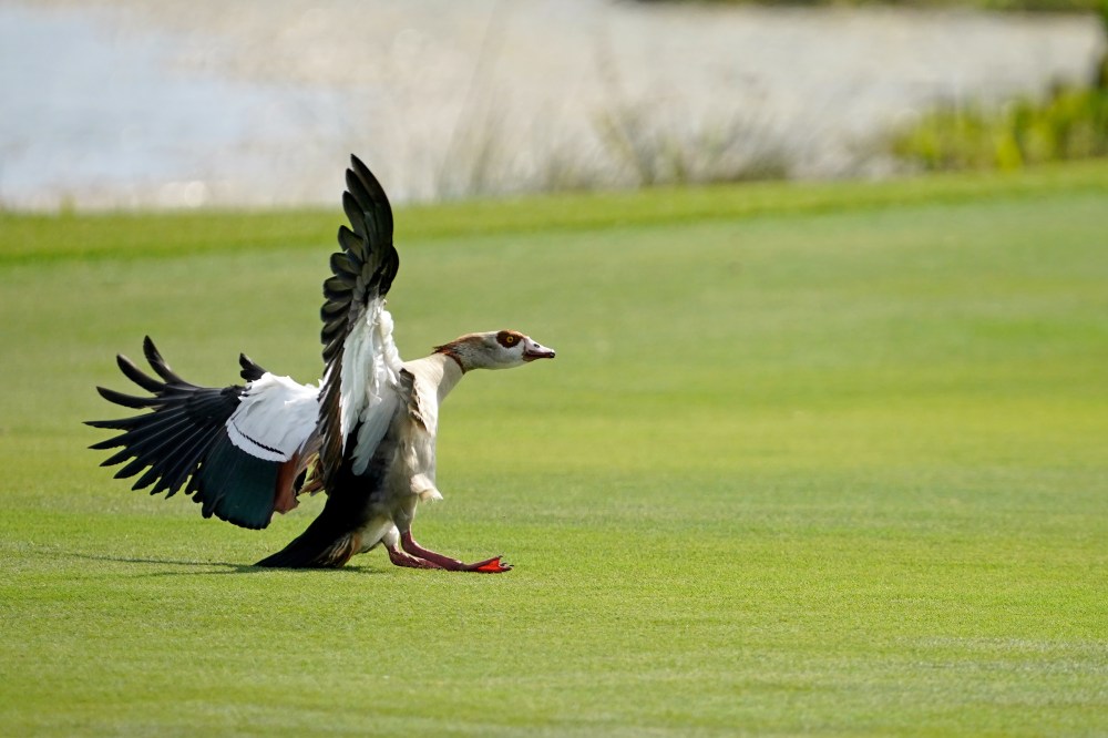 Honda Classic