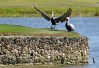 Honda Classic