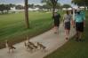 Honda Classic