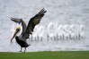 Honda Classic