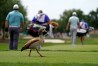 Honda Classic goose