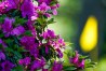 Augusta National flowers