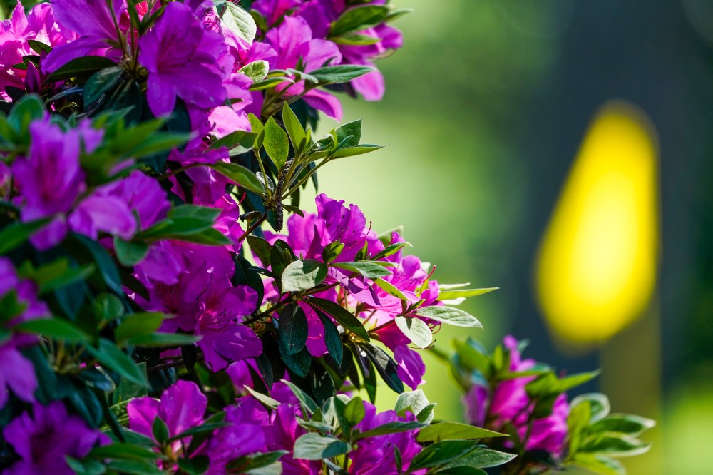 Augusta National flowers