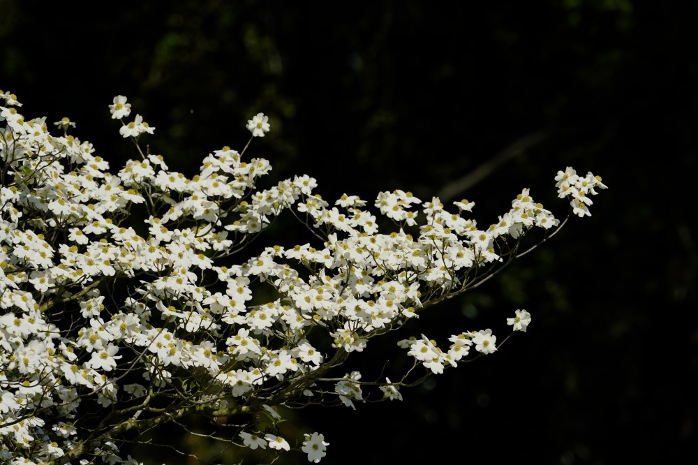 Augusta National flowers