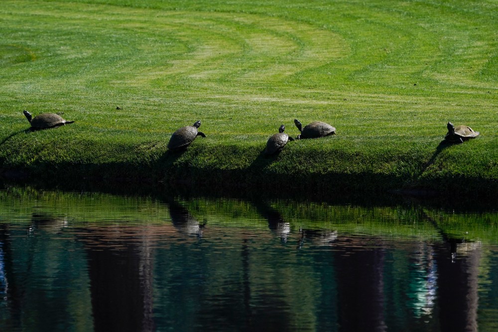 Augusta National animals