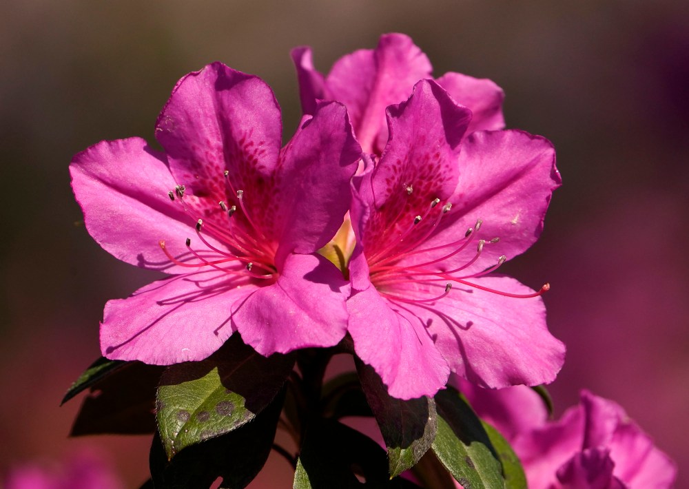 Augusta National flowers