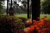 Augusta National flowers