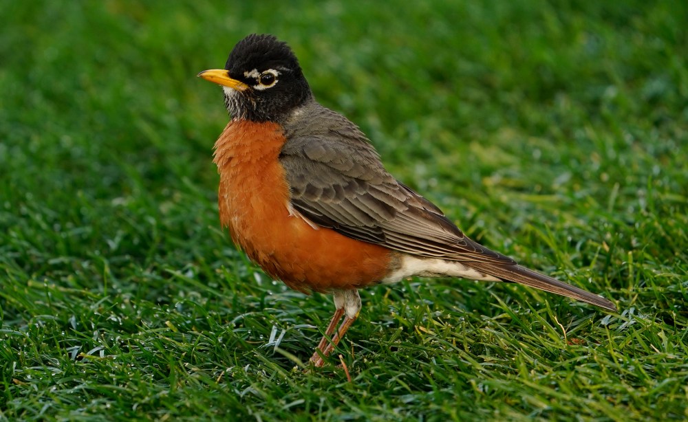 Augusta National birds