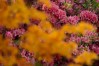 Augusta National flowers