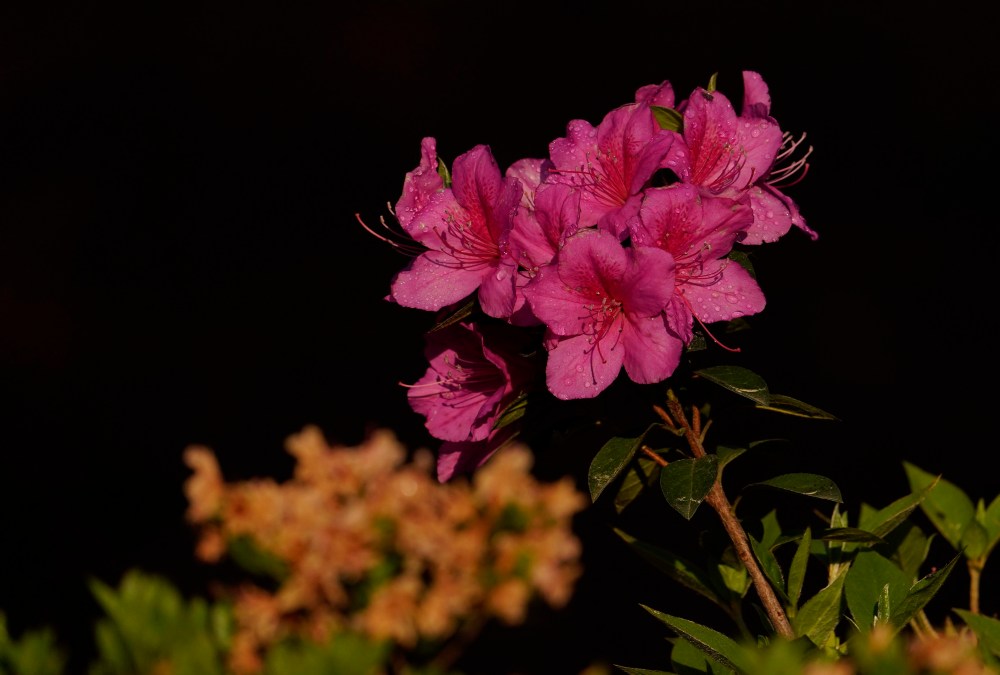 Augusta National flowers