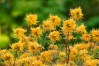 Augusta National flowers