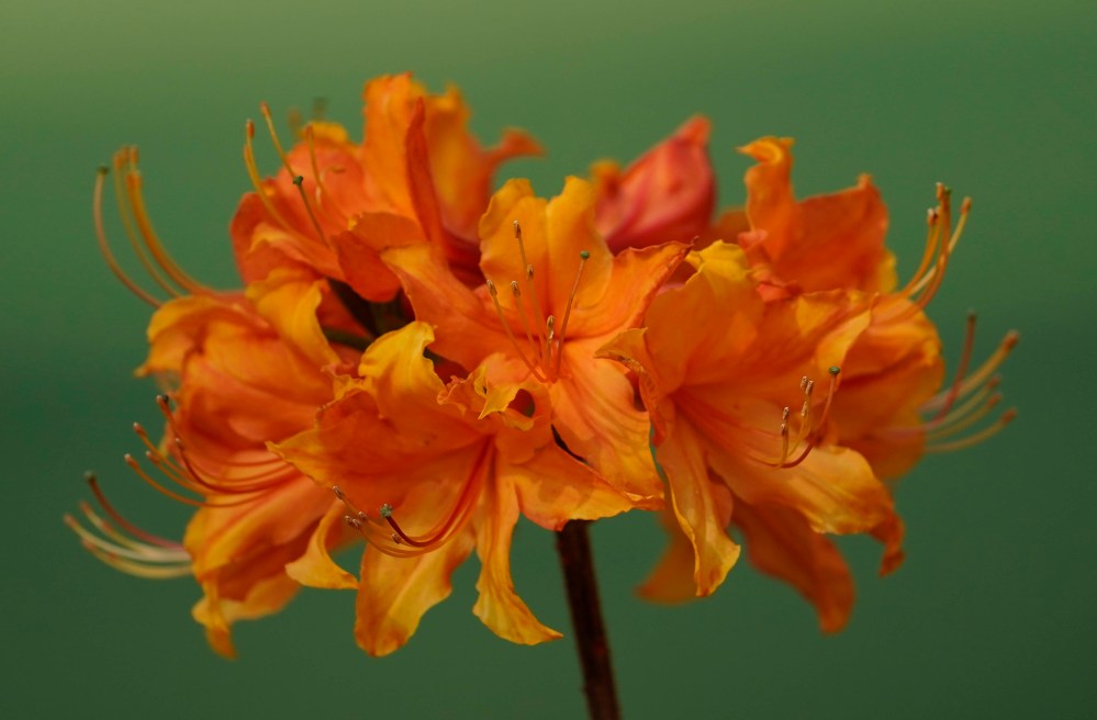 Augusta National flowers