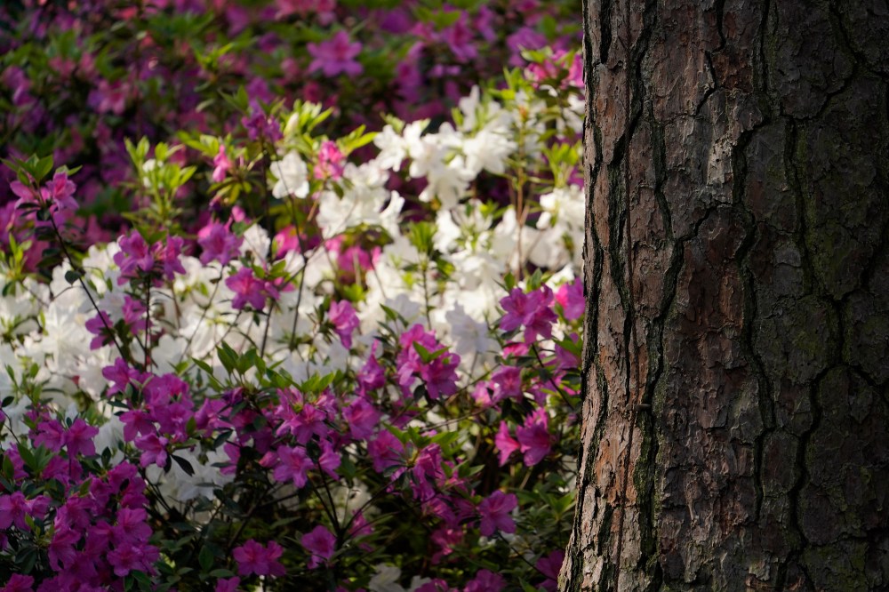 Augusta National flowers
