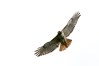 Augusta National bird