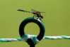 Olympics: Golf-Women