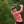 2021 ISPS HANDA World Invitational