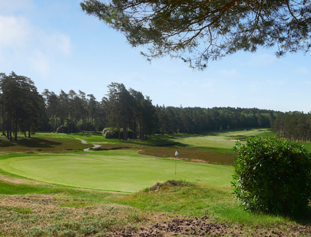 Swinley Forest
