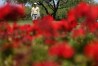 2023 NCAA Men's Golf Division I Championships