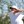 2023 NCAA Men's Golf Championship