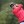2023 Amundi Evian Championship