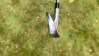 Callaway Apex Pro 2023