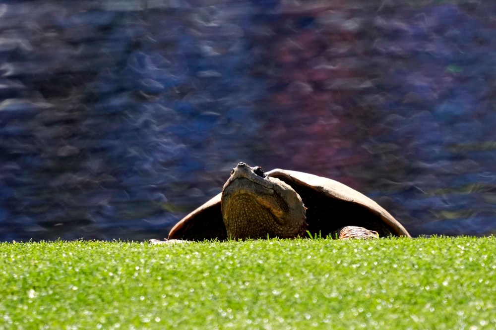 2024 Masters